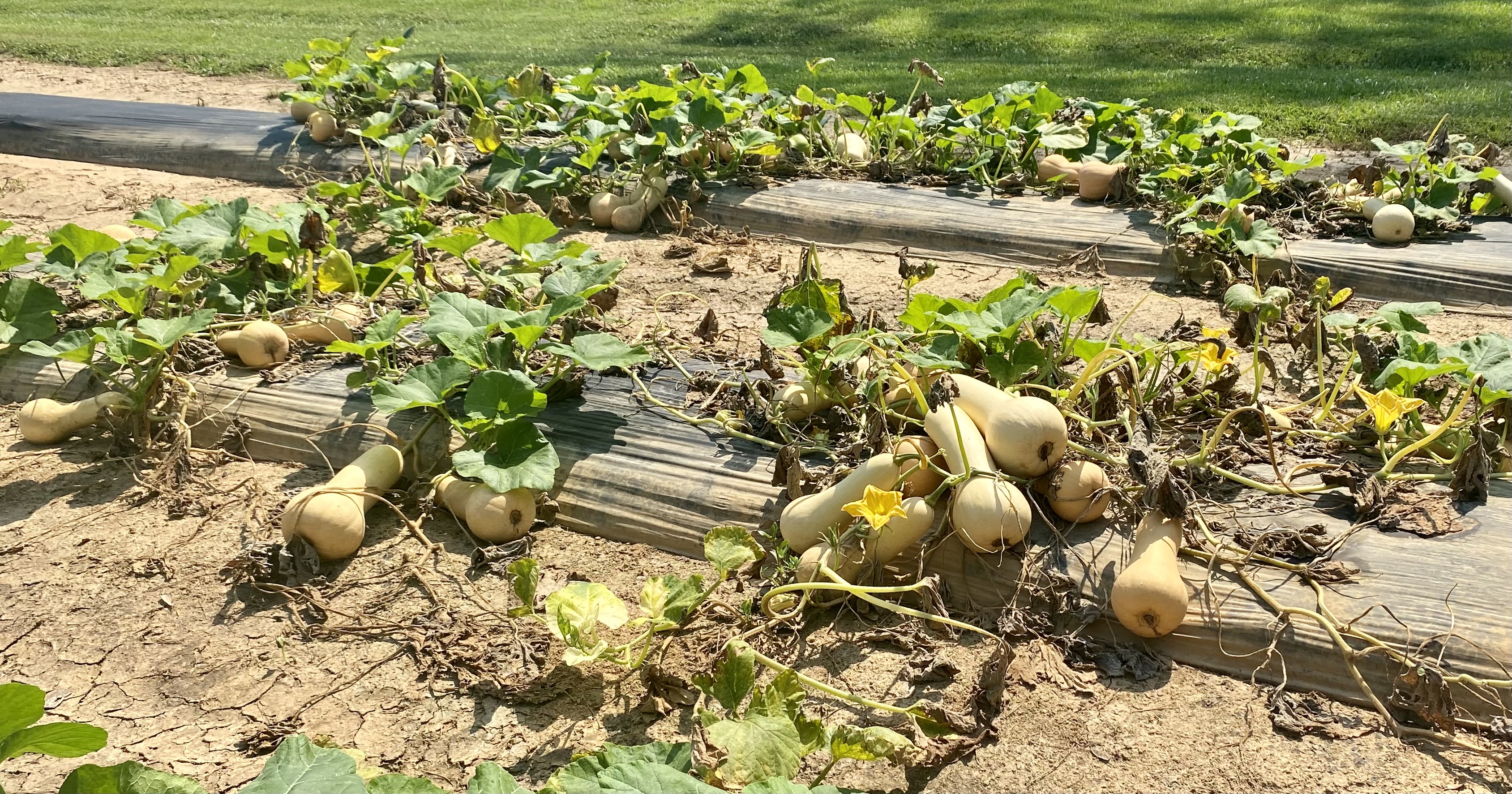 Squash plants benefit from being covered to prevent squash borers..jpg thumbnail